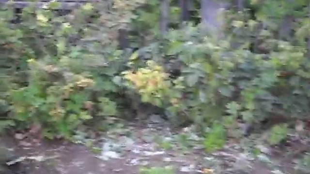 дачный вопрос?