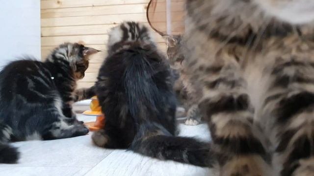 Котята мейн-куна играют