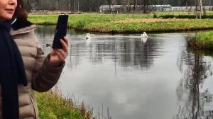 Прогулка на природе в городе Гауда, Нидерланды.