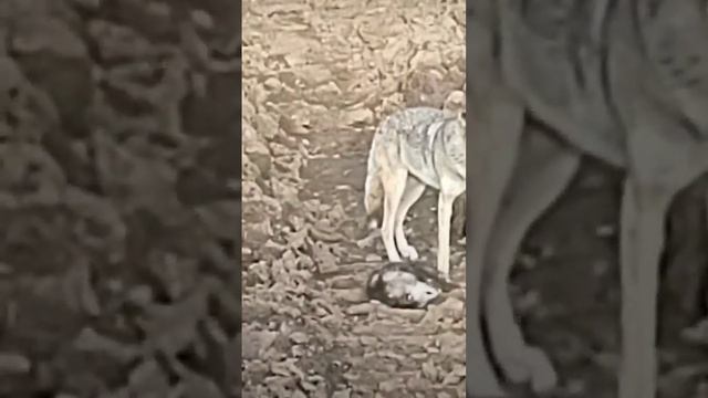 Coyote Peeing On A Opossum