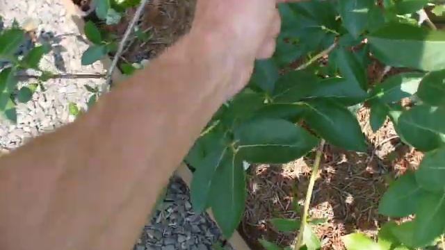 голубика Чандлер не перестает удивлять!  blueberries chandler giant berries !