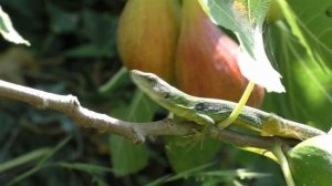 Инжир и ящерица в ожидании птиц