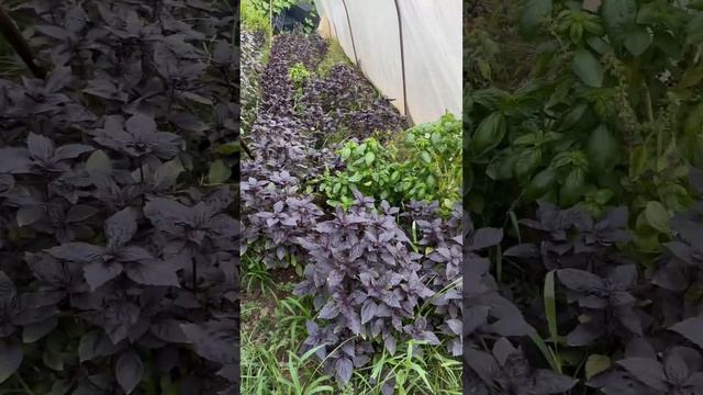Турция и базилик 🌿 #турция #аланья #алания #веганскаяеда #веганство