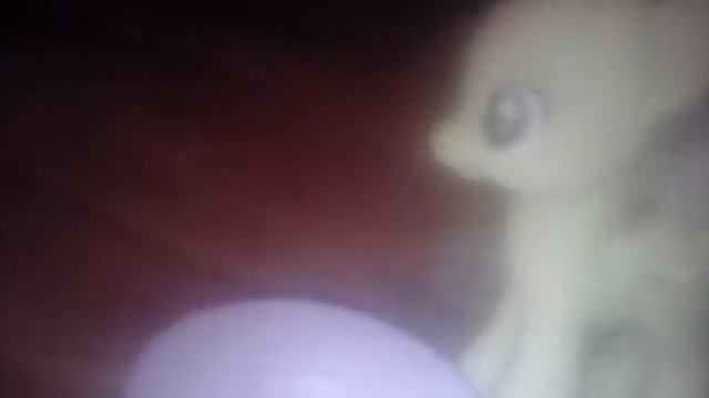 Новогодние приколы Понивиля смотреть онлайн