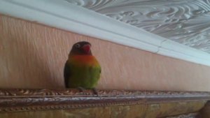 Мой попугай неразлучник. Толи орёт, толи поёт.