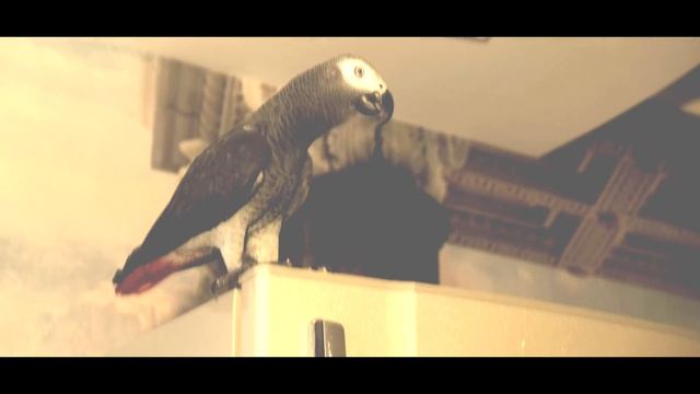 Жако Петруня думает , что она КОТ?учу её, что она ПОПУГАЙ?/funny animal videos смотреть онлайн