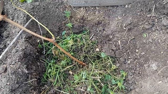 Мой способ посадки винограда. смотреть онлайн