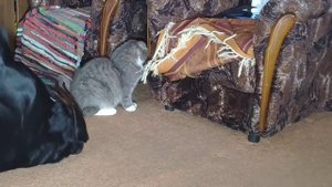 Говорящий кот Шуня и сообразительный ротвейлер Дюша.6.03