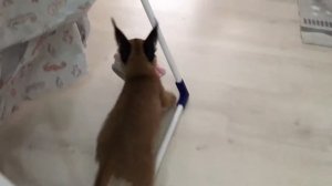 Сaraсal kitten. Котёнок каркал играется с тапком