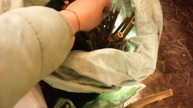 Георгины.Что делать если они рано проросли?