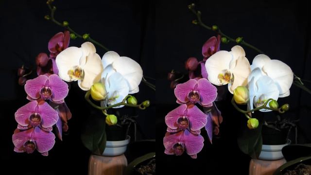 3D Orchid Time-lapse (Portrait) смотреть онлайн