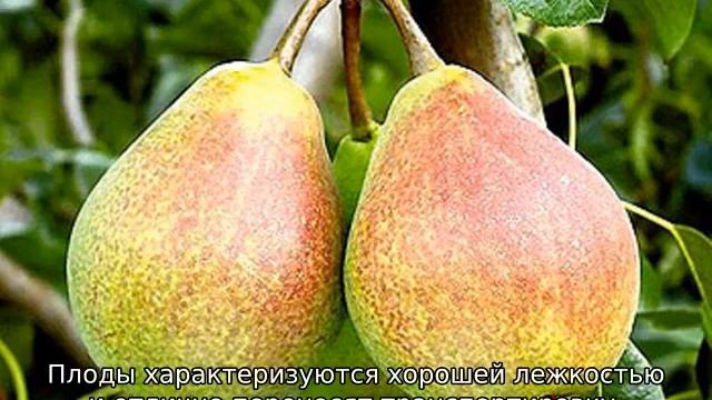 Зимние сорта груш