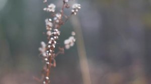 'Peaceful Breeze' - Canon 80D+50mm f1.4 Video Test