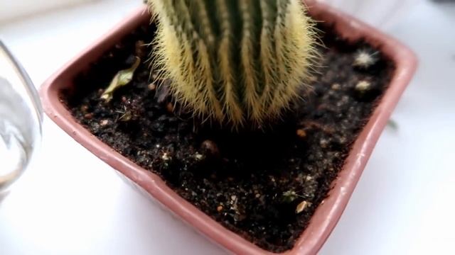 Как вырастить КАКТУСЫ из семян