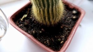 Как вырастить КАКТУСЫ из семян