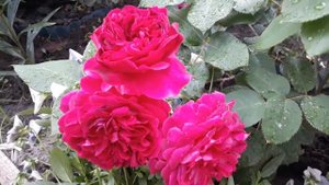 Английская роза Munstead Wood (Манстэд Вуд,) Д. Остин. David Austin roses blooming