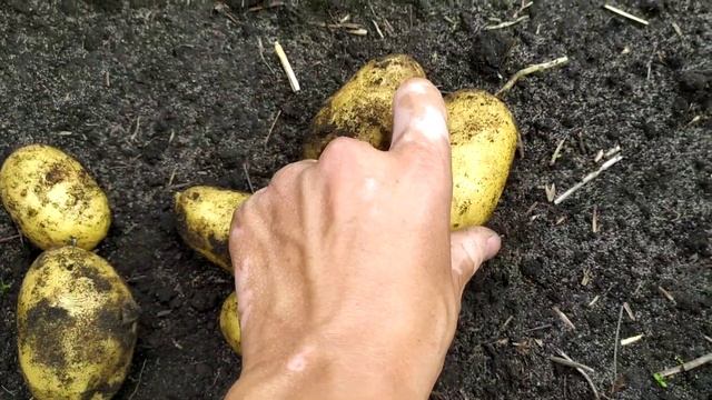 Подкатывает сорт Королева Анна.