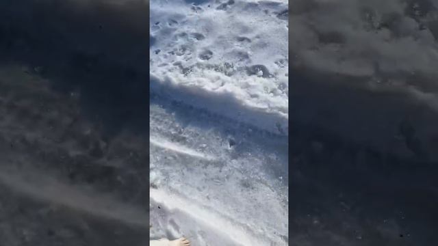 Заяц 🙂 #джекрасселтерьер #джекрасселтерьермакс #масяня #jackrussellterrier #jackrussell смотреть онлайн