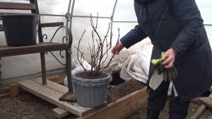 Крупнолистная гортензия после зимовки в теплице, март 2023