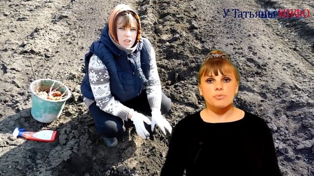 Картофель. Способы проращивания картофеля.
