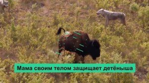 ЗУБР ПРОТИВ быка, носорога, медведя, питбуля, волка! ЗУБР В ДЕЛЕ!