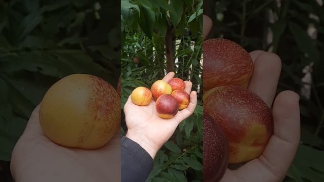 Сигнальные плоды на сеянце нектарина. 17.09.2022 смотреть онлайн