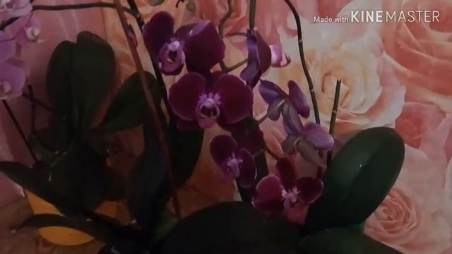 ОРХИДЕИ! ? ЧТОБЫ ОРХИДЕЯ ВСЕГДА РОСЛА, ЦВЕЛА , РАДОВАЛА ВАС, ДЕЛАЙТЕ ТАК!? УХОД ЗА ОРХИДЕЯМИ! смотреть онлайн