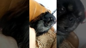 пекинес Тоша показывает как гавкает собака)))