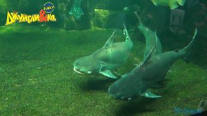 Deagostini ДЖУНГЛИ и КО МАКСИ ГИГАНТСКИЙ ШИЛЬБОВЫЙ СОМ Деагостини LISKA SHOW UNPACKING #5