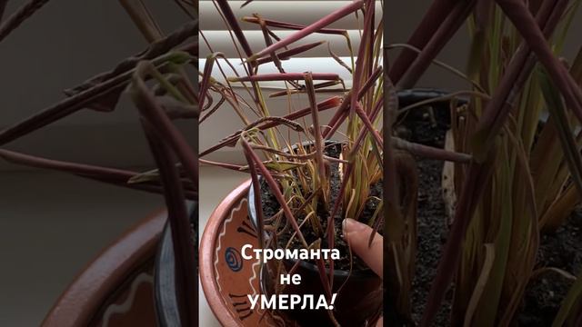 Как строманта спасла сама себя!!