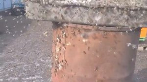 Сухое молоко.пчелы в бешенстве.