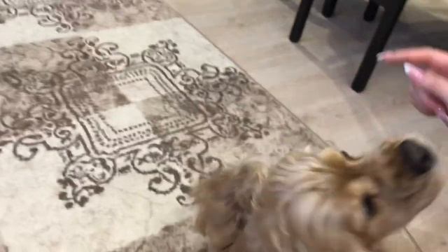 Кошка съедает собаку