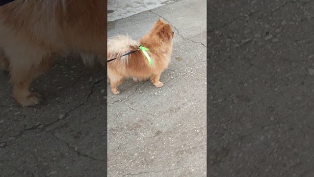 Сладкая булочка 🫶🥰Есть свободные, шикарные детки Шпицульки 🥰 Доставка+79788972514 смотреть онлайн