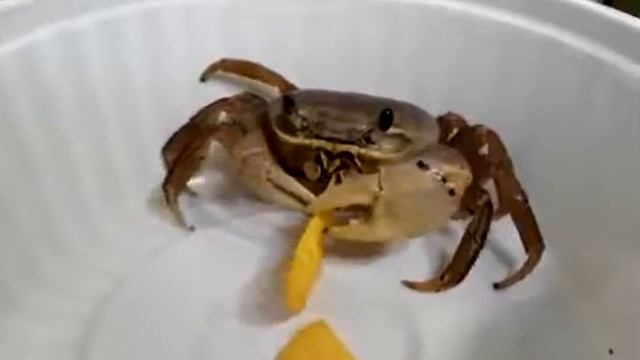 Краб ест чипсы нечего необычного... смотреть онлайн