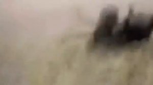 Кошачий бой, собака за рефери