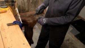 Снимаем шкурку с норки!Часть 1