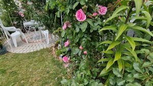Роза Gertrude Jekyll