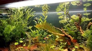 Запуск аквариума 100 литров . Грунт аргиллит. ч-2.