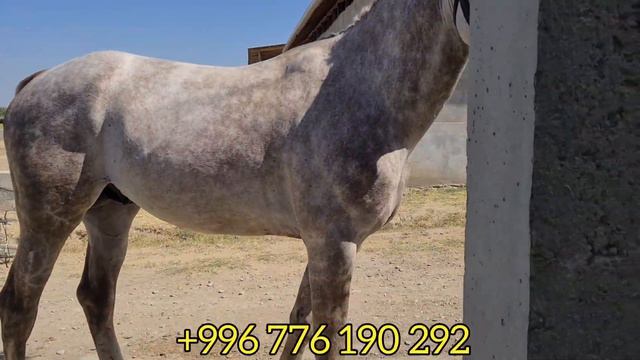 ОРЛОВСКИЙ ТАЗА АТ САТЫЛАТ документи менен смотреть онлайн