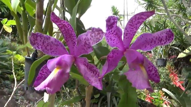 C. Brabantiae / C. aclandiae x C. loddigesii / #GVOS2020 смотреть онлайн