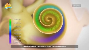 Как мы слышим? (субтитры)