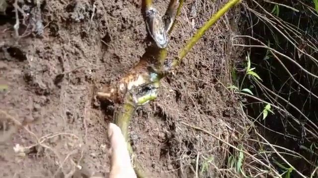 Berburu bahan bonsai Kacapiring - Gardenia Jasminoides di alam liar смотреть онлайн