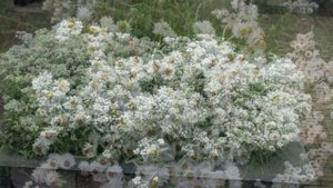 Анафалис (Anaphalis) - многолетнее травянистое растение семейства астровые (Asteraceae)