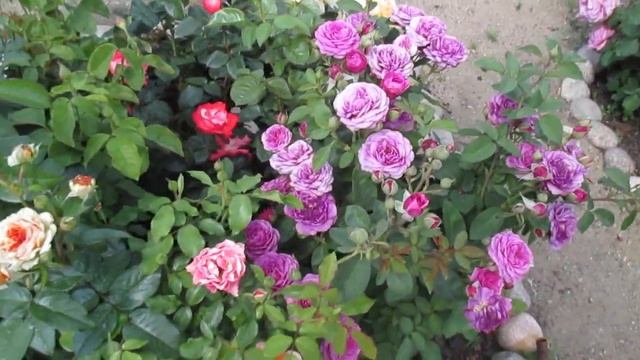 розарий на даче Васильевой Галины. северный казахстан,г.Петропавловск смотреть онлайн