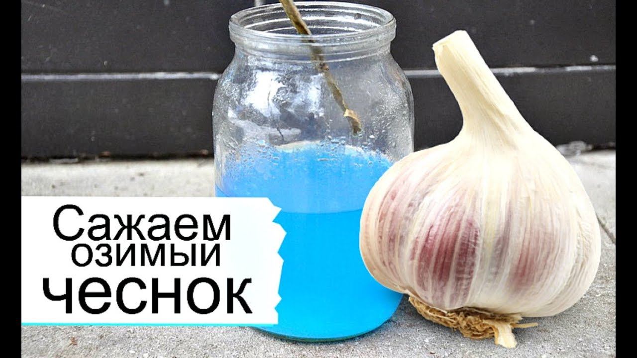 Проверено! Озимый чеснок вырастает крупным если сажать таким способом! Когда сажать озимый чеснок?