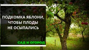 Чем подкормить яблоню, чтобы плоды не осыпались