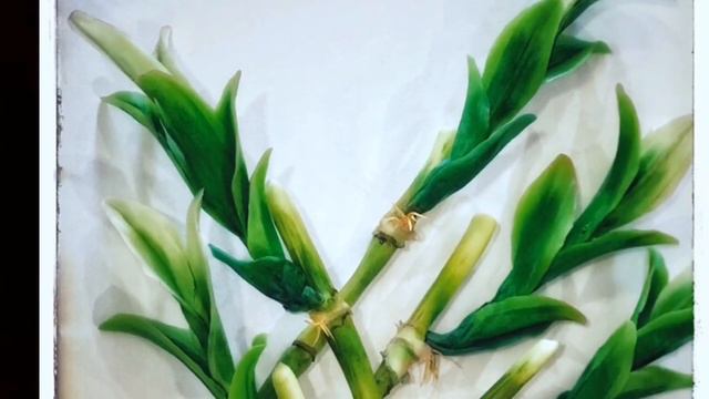 Bamboo plant teaser смотреть онлайн