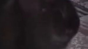 Говорящий кот говорит NO NO NO