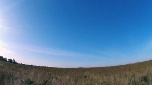 Открытие охоты на фазана в Ростовской области 2023г.