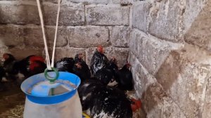 переезд карликовых кохинхинов, что за птица? сколько несёт яиц? сидят ли?